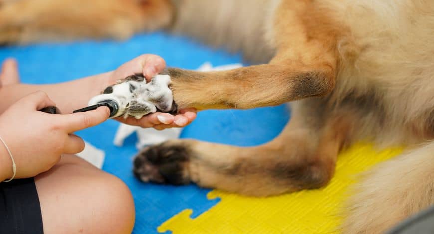 Cómo limpiar las patas de los perros después de pasear: consejos y tips